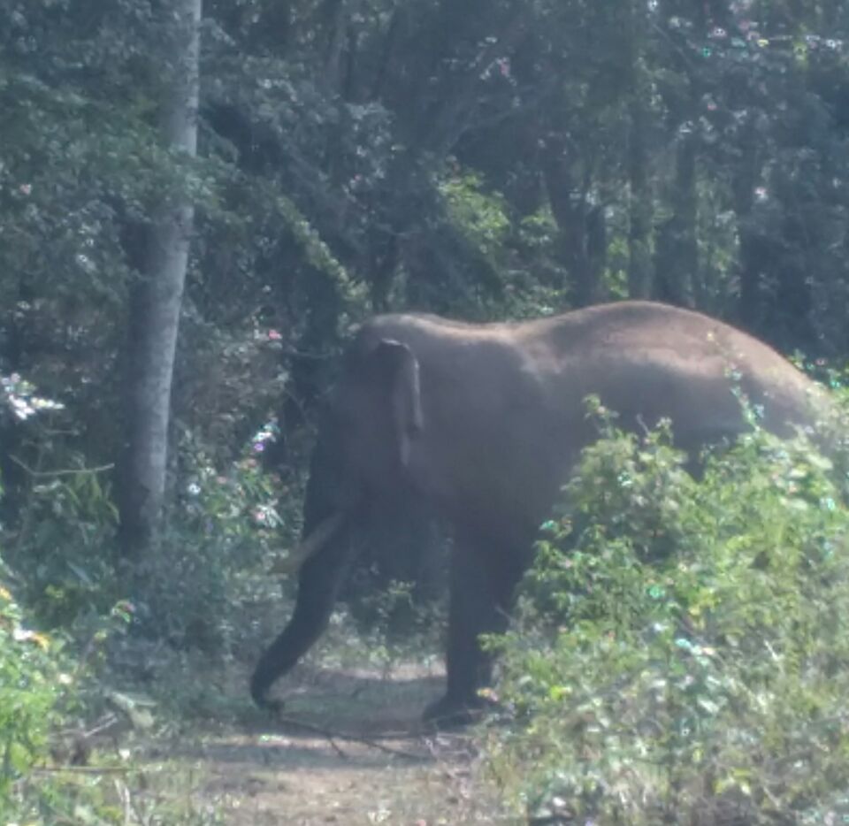 ಅರಣ್ಯ ಇಲಾಖೆಯಿಂದ ಕಾರ್ಯಾಚರಣೆ